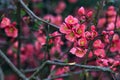 Branch of a japanese quince in bloom in early spring Royalty Free Stock Photo