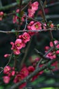 Branch of a japanese quince in bloom in early spring Royalty Free Stock Photo