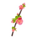 Branch of Japanese Quince (Chaenomeles japonica) in bloom