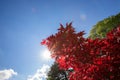 Branch of japanese red maple on a background of blue sky with the rays of the sun Royalty Free Stock Photo