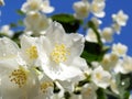 A branch of jasmine