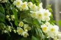 A branch of jasmine in the rain.