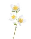 Branch of Jasmine`s Philadelphus flowers isolated on white background