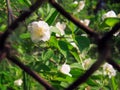 Delicate flower bred in a cage Royalty Free Stock Photo