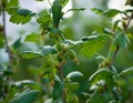 Branch of jostaberry with green berries in spring on blurred background Royalty Free Stock Photo