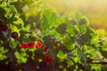 Jostaberry branch with berries on the sunset at selective focus Royalty Free Stock Photo