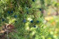 Juniper Berry close up