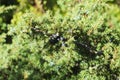 Branch of a juniper with bluish seed cones Royalty Free Stock Photo