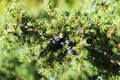 Branch of a juniper with bluish seed cones Royalty Free Stock Photo