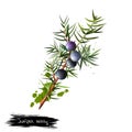 Branch of juniper with foliage, berries and seeds Royalty Free Stock Photo