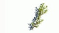 branch of juniper with green berries on a white background, Royalty Free Stock Photo