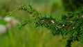 Branch of juniper with green riping cone-berries against bokeh background, selective focus, shallow DOF