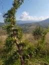 branch juniper in the mountains Royalty Free Stock Photo