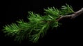 branch juniper sprig Royalty Free Stock Photo