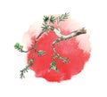 Branch of juniper tree against the sun, vector