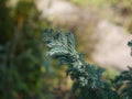 Branch juniper tree with green needle color close-up Royalty Free Stock Photo