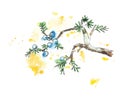 Branch of juniper tree, vector illustration Royalty Free Stock Photo