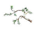 Branch of juniper tree, vector illustration Royalty Free Stock Photo
