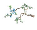 Branch of juniper tree, vector illustration