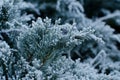 Branch of Junipers with frost Royalty Free Stock Photo