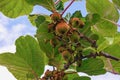 Branch of kiwi tree with leaves and ripening fruits against sky on spring day