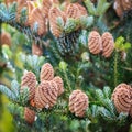 A branch of Korean fir with cones in autumn. Natural background