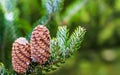 A branch of Korean fir with cones in autumn. Natural background
