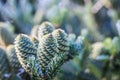 A branch of Korean fir with cones on blurred background Royalty Free Stock Photo