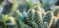 A branch of Korean fir with cones on blurred background Royalty Free Stock Photo