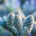 A branch of Korean fir with cones on blurred background Royalty Free Stock Photo