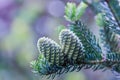 A branch of Korean fir with cones on blurred background Royalty Free Stock Photo