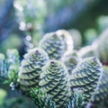 A branch of Korean fir with cones on blurred background Royalty Free Stock Photo