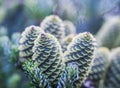 A branch of Korean fir with cones on blurred background Royalty Free Stock Photo
