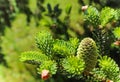 A branch of Korean fir with young cone in spring garden