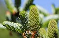 A branch of Korean fir with young cones in spring garden