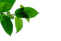 A branch of Kratom leaves with sunlight on white isolated background