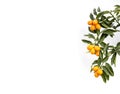 Branch of a kumquat cumquat tree over white background