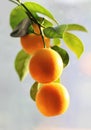 Branch of kumquat tree close up