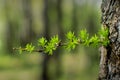 A branch of larch on the background of the forest