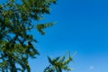 Larch branches close-up against the blue sky Royalty Free Stock Photo