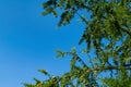 Larch branches close-up against the blue sky Royalty Free Stock Photo