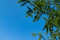 Larch branches close-up against the blue sky Royalty Free Stock Photo