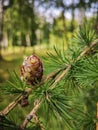 A branch of a larch coniferous tree with a small graceful cone