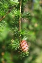 Branch of larch tree with cone