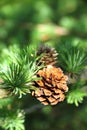 Branch of larch tree with cones