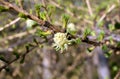 Branch of larch with young green needles and flower in spring. Royalty Free Stock Photo