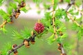 Branch of larch with the young needles and small cones in the sp Royalty Free Stock Photo