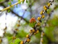 Branch of larch with the young needles and small cones in the sp Royalty Free Stock Photo