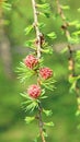 Branch of larch with the young needles and small cones Royalty Free Stock Photo