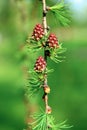 A branch of larch with the young needles and small cones Royalty Free Stock Photo
